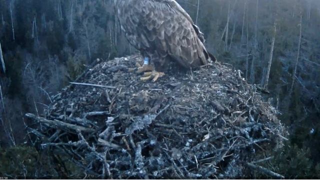 White tailed Eagle, Kalakotkas2 nest 2, Estonia 2019 04 04 21 59 52 644 смотреть онлайн