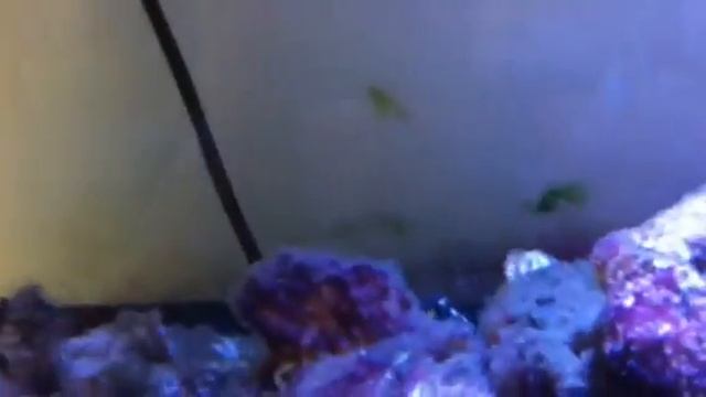 Marine aquarium full set up смотреть онлайн