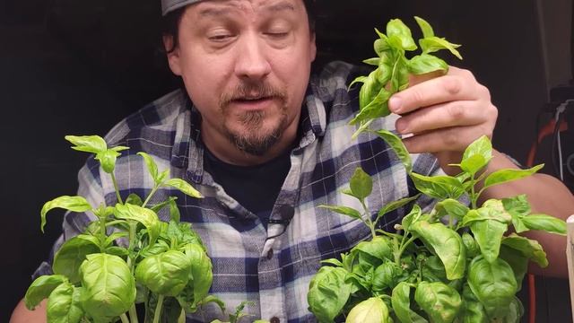 Top 5 Herbs To Grow Indoors смотреть онлайн