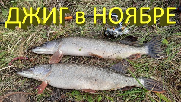 🔥 Как поймать на ДЖИГ пассивную ЩУКУ? Выручил Keitech Swing Impact! Рыбалка на спиннинг в ноябре 🔥