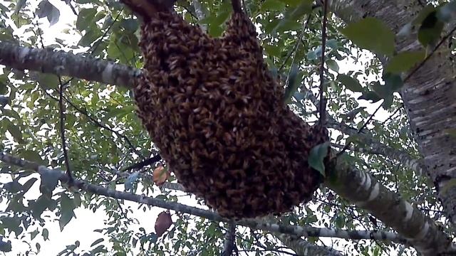 Massive Honey Bee Swarm I caught! смотреть онлайн