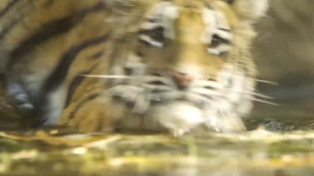 Tiger Cubs Moka & Rakan смотреть онлайн