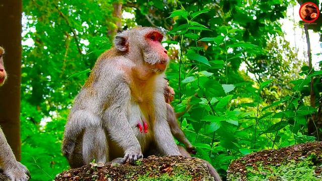 Great Job..! The Old Mother's Piper Really Love adorable Newborn's Jane a moment #monkey #animals смотреть онлайн