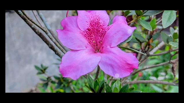 GCAM TERBAIK 🔥 GCAM NIKITA V2.0 CONFIG SIANG MALAM | ANDROID 9 - 13