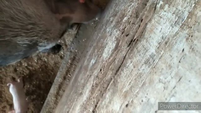 ЛОПАТА ДРУГ СВИНОВОДА смотреть онлайн