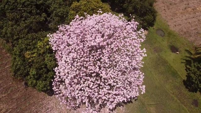 Sakura Of Hinigaran | Feels like im in Japan | Pink Trumpet Tree смотреть онлайн