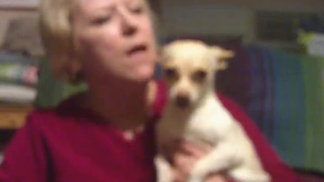 Minnie Pearl, the singing chihuahua, and, her owner Lisa смотреть онлайн
