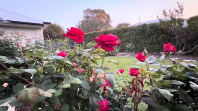 Fragrant Red Rose - Mr Lincoln- Full Bloom Review #rose #flowers #garden #nature #australia