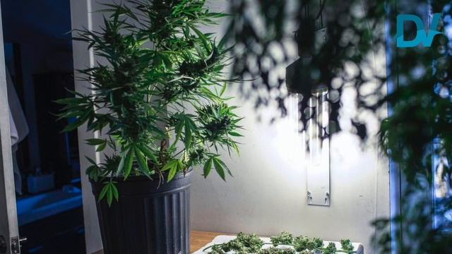 Autoproduzione di cannabis: adottato il testo base in Commissione Giustizia смотреть онлайн