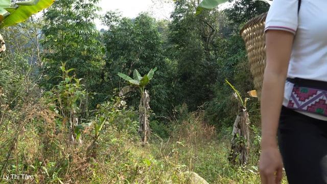 Harvesting Gac Fruit Goes To Market Sell - Animal Care | Ly Thi Tam