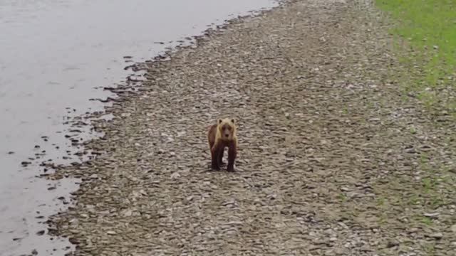 Винни-пух уже не тот! (Камчатка 2024)