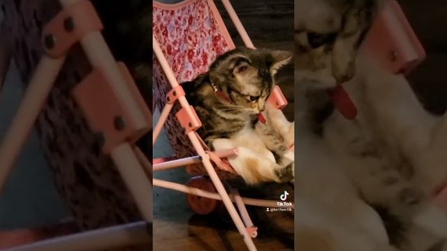 My Cat Loves Rides In Her Baby Stroller 😭💀