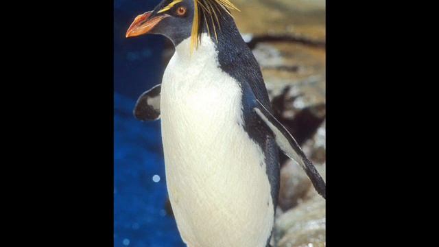 The Ocean Hunter 2-Scotia sea смотреть онлайн