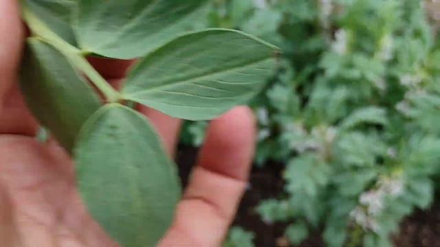 Fava Bean (Vicia faba) - edible Fruits, Beans, Leaves, Flowers, everything смотреть онлайн