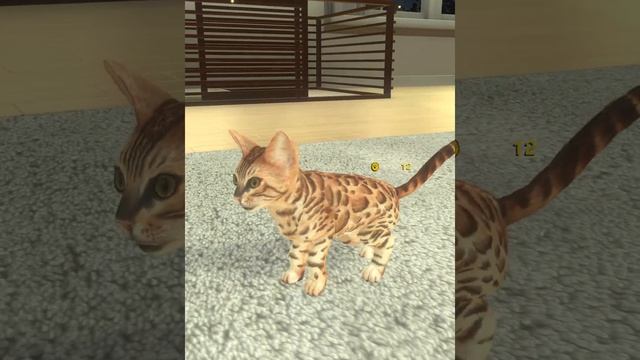 with My CAT - 猫とくらそう - 本物そっくりな猫を飼えるペット育成ゲーム / 面白いゲーム情報 iOS,Android смотреть онлайн