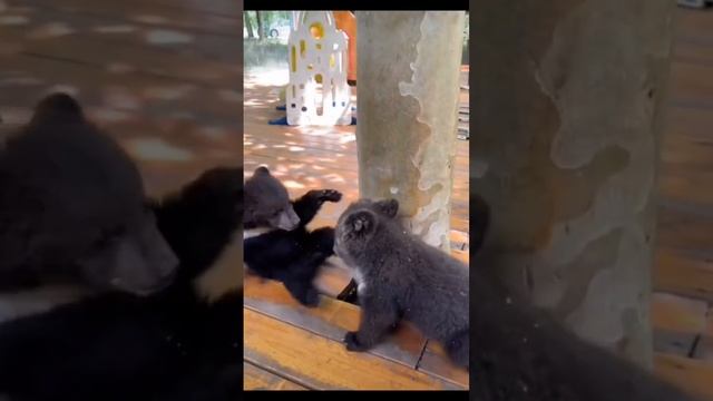 Прикольные ролики со смешными животными смотреть онлайн