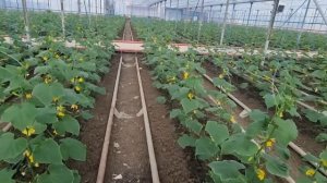 Выращивание огурца в 2023 году, ранний оборот 2, проблемы при выращивании.