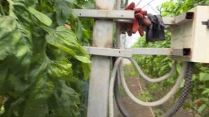 Розовый томат Пинк Айди,, 15 мая 2024 год.