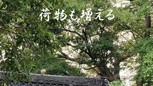 【チャネリング】神様からのメッセージ：猿田彦大神・心の浄化をしてあなたの運気を上げます [39]