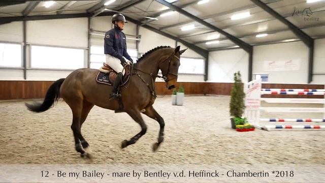 Nr. 12 - BE MY BAILEY by Bentley van de Heffinck x Chambertin смотреть онлайн