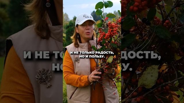 МК КАК УКРАСИТЬ СВОЙ САД ОСЕНЬЮ? смотреть онлайн