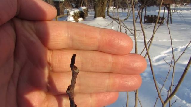 How to Find Fruit Buds on Apples, Pawpaws, Pears, Cherries, and Peaches смотреть онлайн