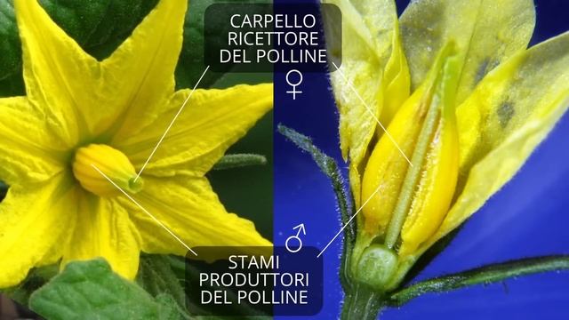 ☢️ SEMI OGM e IBRIDI F1 ⚛️ Falsi Miti su IBRIDAZIONE e MUTAZIONE GENETICA rispondo a @GioelePofferi смотреть онлайн