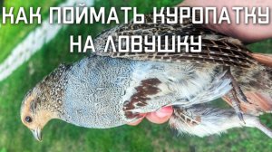 Как поймать дикую серую куропатку в Подмосковье охота на ловушку видео