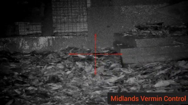 25+ Rats- Giving The Rats A Bath On A New Permission - Pard Nv008 Lrf- Night Vision Rat Hunting