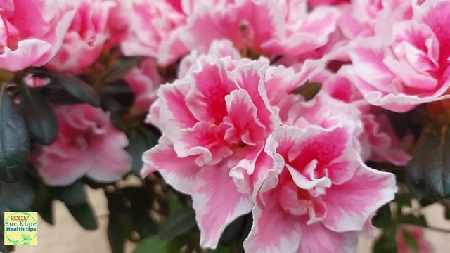 Mua Cây Azalea ở COSTCO nở đẹp, cách săn sóc, nên trồng cây dâu tằm ăn ngọt ngất, #717 SKH смотреть онлайн