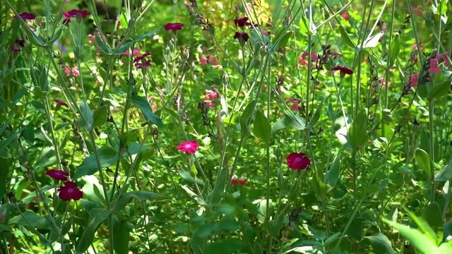 Лето - Марион (Франция).mp4 смотреть онлайн