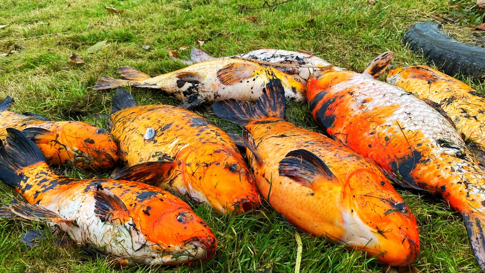 пруд на даче своими руками пруд на участке вытаскиваем карпа на зиму смотреть онлайн