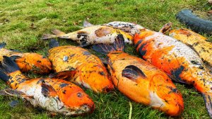 пруд на даче своими руками пруд на участке вытаскиваем карпа на зиму