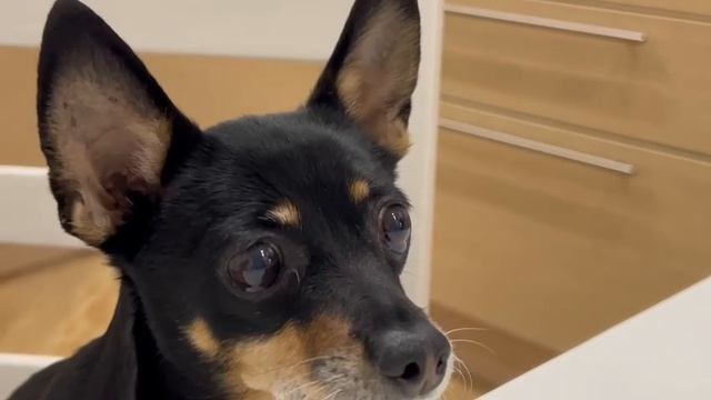 Челси и Фрига