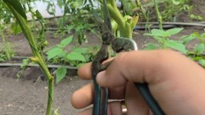 Зачем и как убираем листья на томате. Больше видео https://t.me/mitykrasnodar