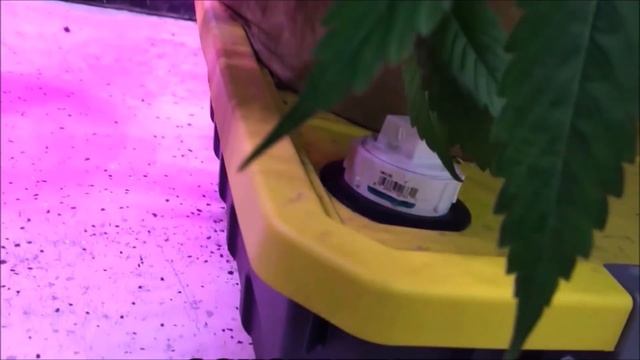 How to Grow the Most Roots in 2 weeks смотреть онлайн