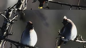 Звук пения птиц. Свиристель в летнем лесу