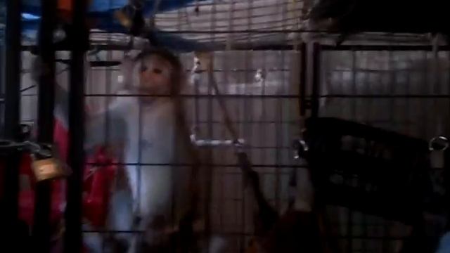 Mac Gets Excited When He See His Brother смотреть онлайн