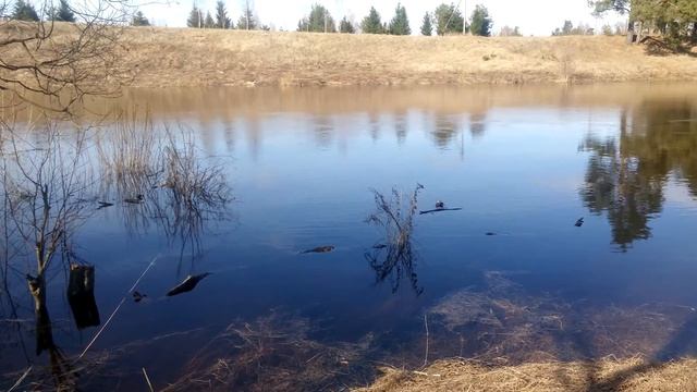 Разлив реки Которосль смотреть онлайн