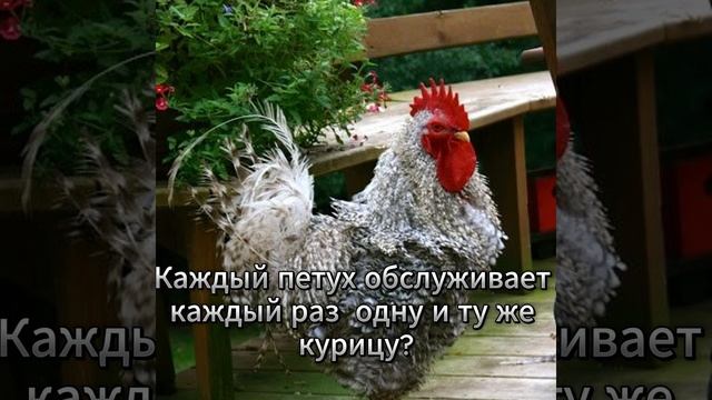 Эффект Кулиджа или почему мужчины изменяют