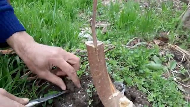 Пайванди дарахт кундапайванд смотреть онлайн