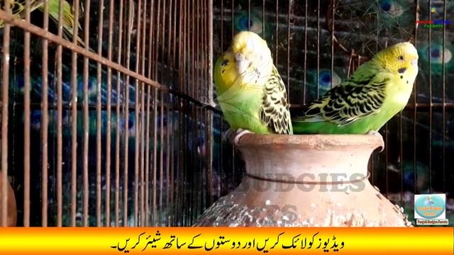 Why Budgies Don't Lay Eggs | Budgies Ande Ya Bache Kion Nhin Dete | Punjabi Budgies Parrots смотреть онлайн