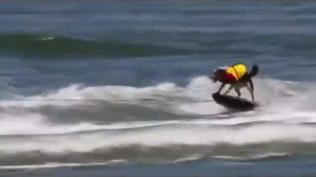 Is Your Dog Too Smart To Train? смотреть онлайн