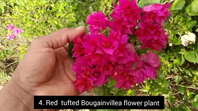 Bougainvillea multicolor flowers plant смотреть онлайн