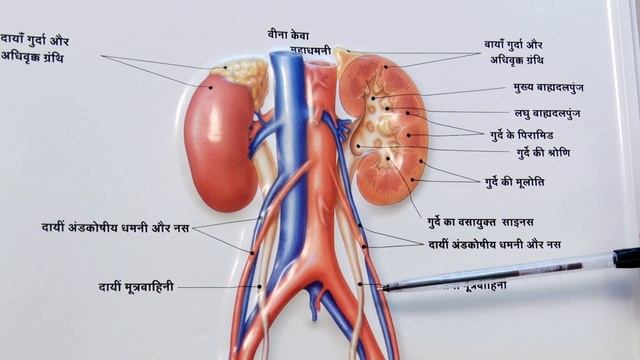 हाइड्रोनेफ्रोसिस ( HYDRONEPHROSS) : कारण, लक्षण, चरण, इलाज I BANSAL HOSPITAL , BHOPAL смотреть онлайн