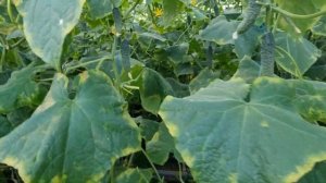 Овощи Растут. Огурец Мамлюк F1.