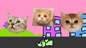 Welcome to kitty city