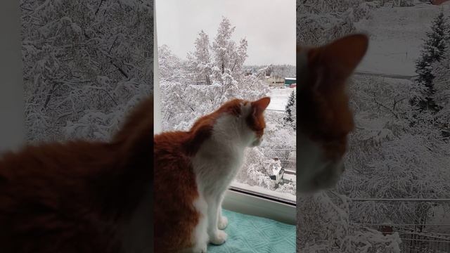 red cat asks to open the window смотреть онлайн