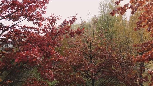 🚩Слушать Легенды осени! Музыка для релаксации. Медитация, Массаж, Спа! Legends Of Autumn!