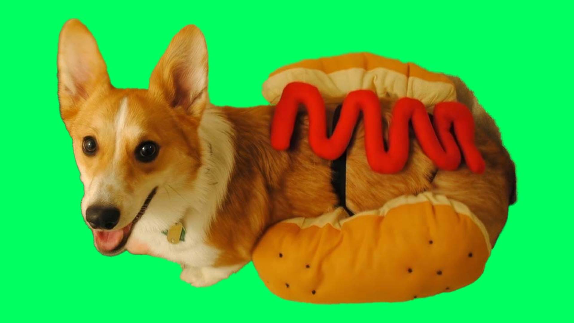 КАК ТЕПЕРЬ ЭТО РАЗВИДЕТЬ ?? Лютые приколы над корги!! Корги Коржик Говорящая собака смотреть онлайн